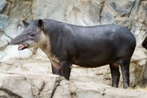 interesting_facts_about_tapir8