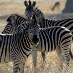 interesting_facts_about_african_animals3