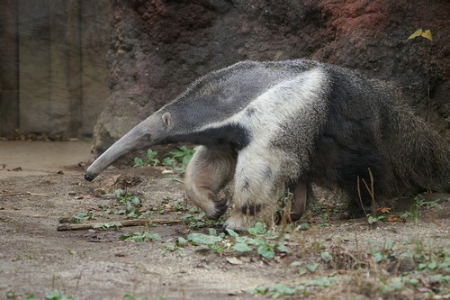 Anteater Description