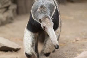 interesting_facts_about_anteater8