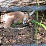 interesting_facts_about_caracal2