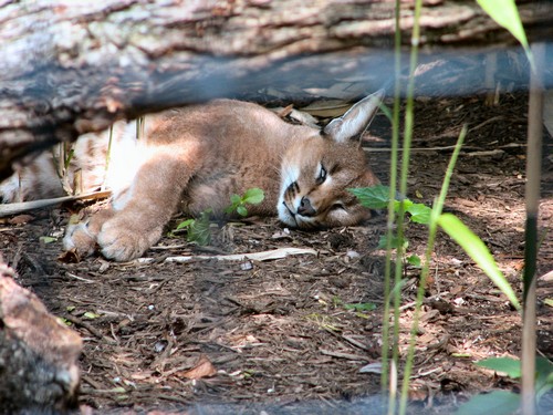 interesting_facts_about_caracal2