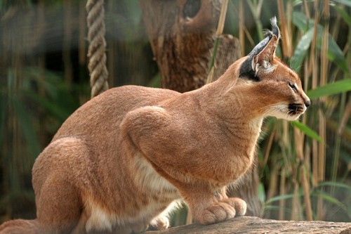 interesting_facts_about_caracal3