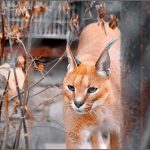 interesting_facts_about_caracal4