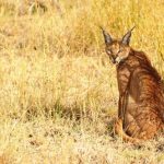 interesting_facts_about_caracal7