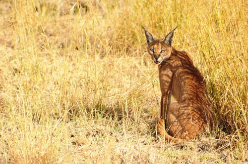 interesting_facts_about_caracal7