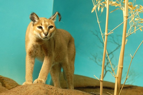 interesting_facts_about_caracal8-ap