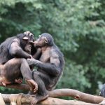 interesting_facts_about_chimpanzee1