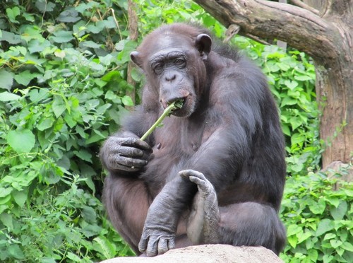 interesting_facts_about_chimpanzee2