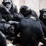 interesting_facts_about_chimpanzee3