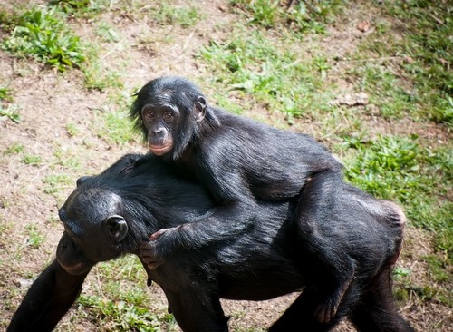 interesting_facts_about_chimpanzee4