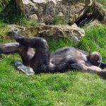 interesting_facts_about_chimpanzee5