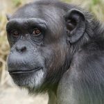 interesting_facts_about_chimpanzee6