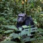 interesting_facts_about_chimpanzee7