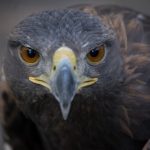 interesting_facts_about_golden_eagle1