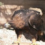 interesting_facts_about_golden_eagle2