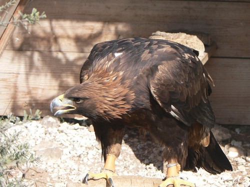 Golden Eagle Behavior