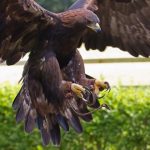 interesting_facts_about_golden_eagle3