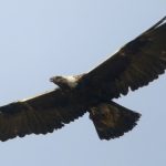 interesting_facts_about_golden_eagle4