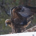 interesting_facts_about_golden_eagle5