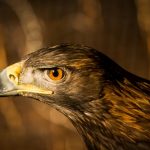 interesting_facts_about_golden_eagle6