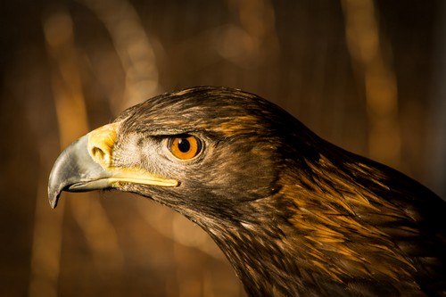 Golden eagle attack
