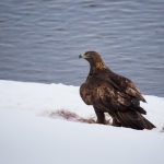 interesting_facts_about_golden_eagle7