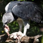 interesting_facts_about_harpy_eagle1