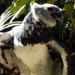interesting_facts_about_harpy_eagle5