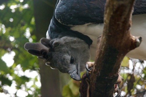 interesting_facts_about_harpy_eagle6