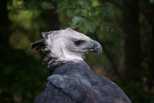 interesting_facts_about_harpy_eagle8-ap