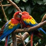 interesting_facts_about_macaw1