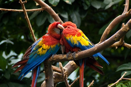 interesting_facts_about_macaw1