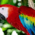 interesting_facts_about_macaw2