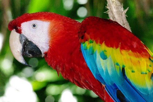interesting_facts_about_macaw2