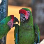 interesting_facts_about_macaw3