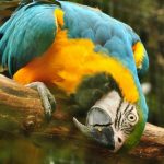 interesting_facts_about_macaw4