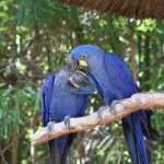 interesting_facts_about_macaw5