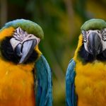 interesting_facts_about_macaw6