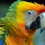interesting_facts_about_macaw7
