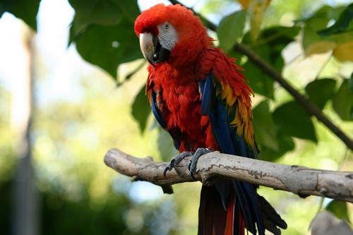 interesting_facts_about_macaw8-ap