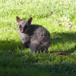 interesting_facts_about_marsupials4
