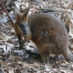 interesting_facts_about_marsupials5