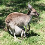 interesting_facts_about_marsupials7
