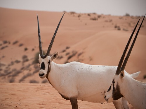 interesting_facts_about_oryx4