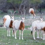 interesting_facts_about_oryx6