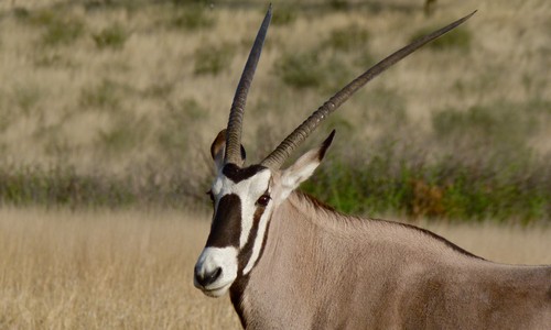 interesting_facts_about_oryx8-ap