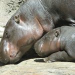 interesting_facts_about_pygmy_hippo1