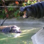 interesting_facts_about_pygmy_hippo2