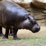 interesting_facts_about_pygmy_hippo3